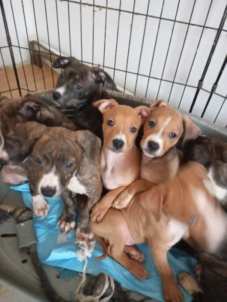 Americký stafordšírský teriér