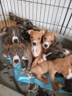 Americký stafordšírský teriér