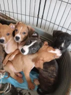 Americký stafordšírský teriér