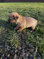 Čivava - štěňata bez pp