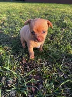 Čivava - štěňata bez pp