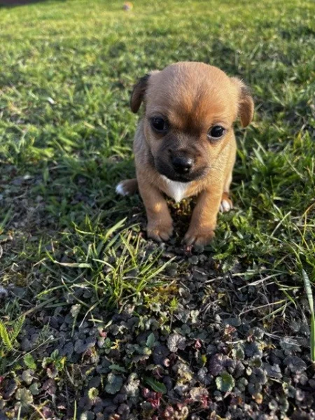 Čivava - štěňata bez pp