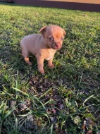 Čivava - štěňata bez pp