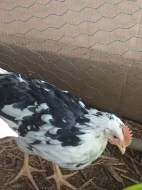 Vlaška exchequer , kohout i kmen 2/1