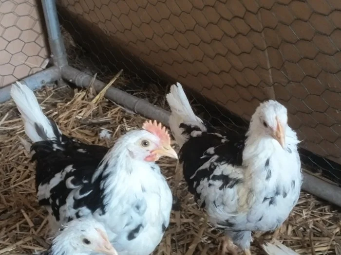 Vlaška exchequer , kohout i kmen 2/1