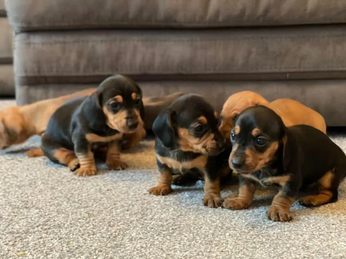 Prodám nádherná štěňátka jezevčíků.