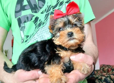 Štěňata Jorkšírský terier