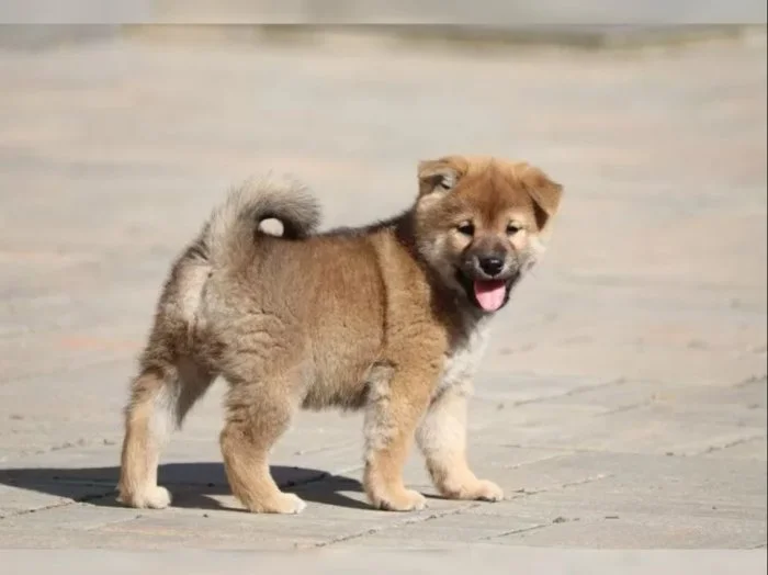 Shiba inu štěňátko s průkazem původu