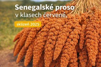 Senegalské proso v klasech červené 15 kg.