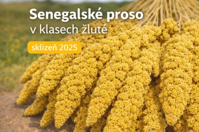 Senegalské proso v klasech žluté, 15 kg.