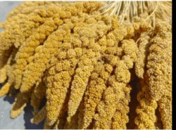 Senegalské proso v klasech žluté, 15 kg.