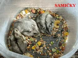 Křečík džungarský