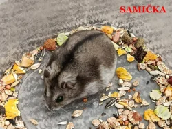 Křečík džungarský