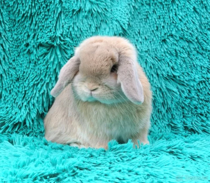 Minilop - králíčci