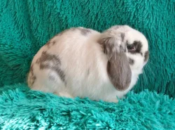 Minilop - králíčci