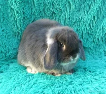 Minilop - králíčci