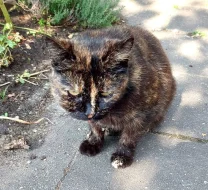 Kočička Lékorka hledá nový domov