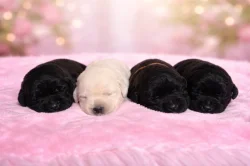 Labradorský retriever s PP