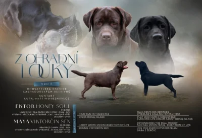 Labradorský retriever s PP