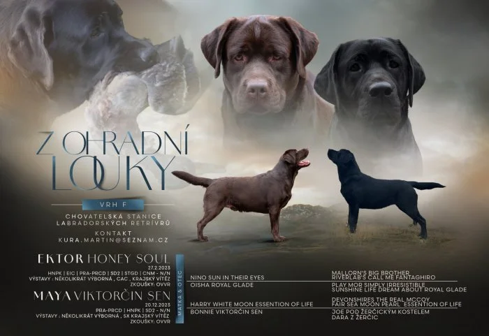 Labradorský retriever s PP