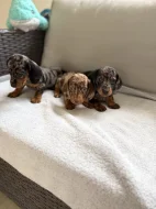 Merle Jezevčík hladkosrstý trpasličí