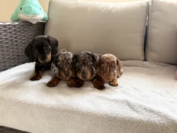 Merle Jezevčík hladkosrstý trpasličí