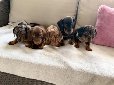 Merle Jezevčík hladkosrstý trpasličí