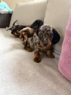 Merle Jezevčík hladkosrstý trpasličí