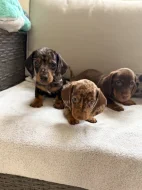 Merle Jezevčík hladkosrstý trpasličí