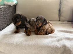 Merle Jezevčík hladkosrstý trpasličí