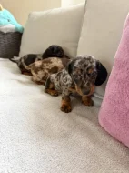 Merle Jezevčík hladkosrstý trpasličí