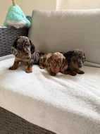 Merle Jezevčík hladkosrstý trpasličí