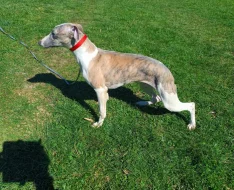 Vipet /Whippet/ - pejsek s PP