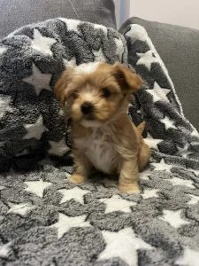 Jorkšírský golddust teriér