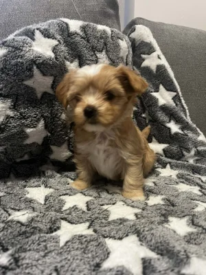 Jorkšírský golddust teriér