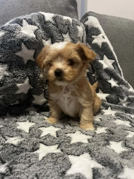 Jorkšírský golddust teriér