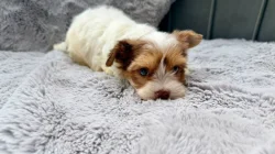 Biewer Jorkšírský teriér