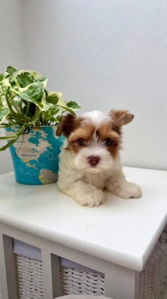 Biewer Jorkšírský teriér