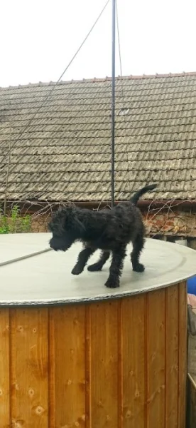 Yorkširský teriér křížený s pudlem