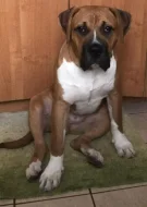 American bully xl x Presso Kakari