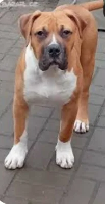 American bully xl x Presso Kakari