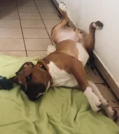 American bully xl x Presso Kakari