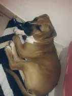 American bully xl x Presso Kakari