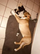 American bully xl x Presso Kakari