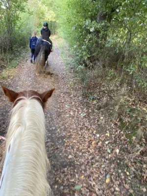 Sháním pronájem koně