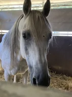 Sháním pronájem koně