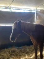 Sháním pronájem koně