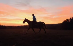 Sháním pronájem koně