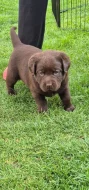 Labrador retriever- hnědá fenka s PP.