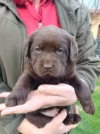 Labrador retriever- hnědá fenka s PP.